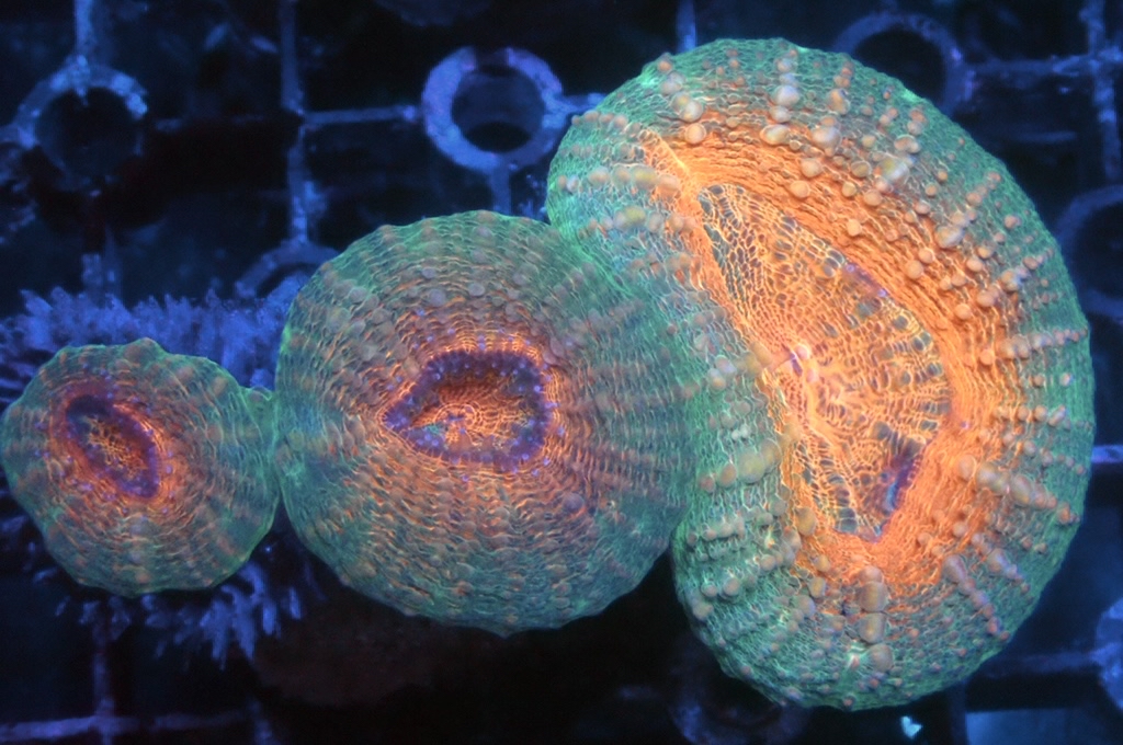 E3 分支骨針腦 （開大約2吋）