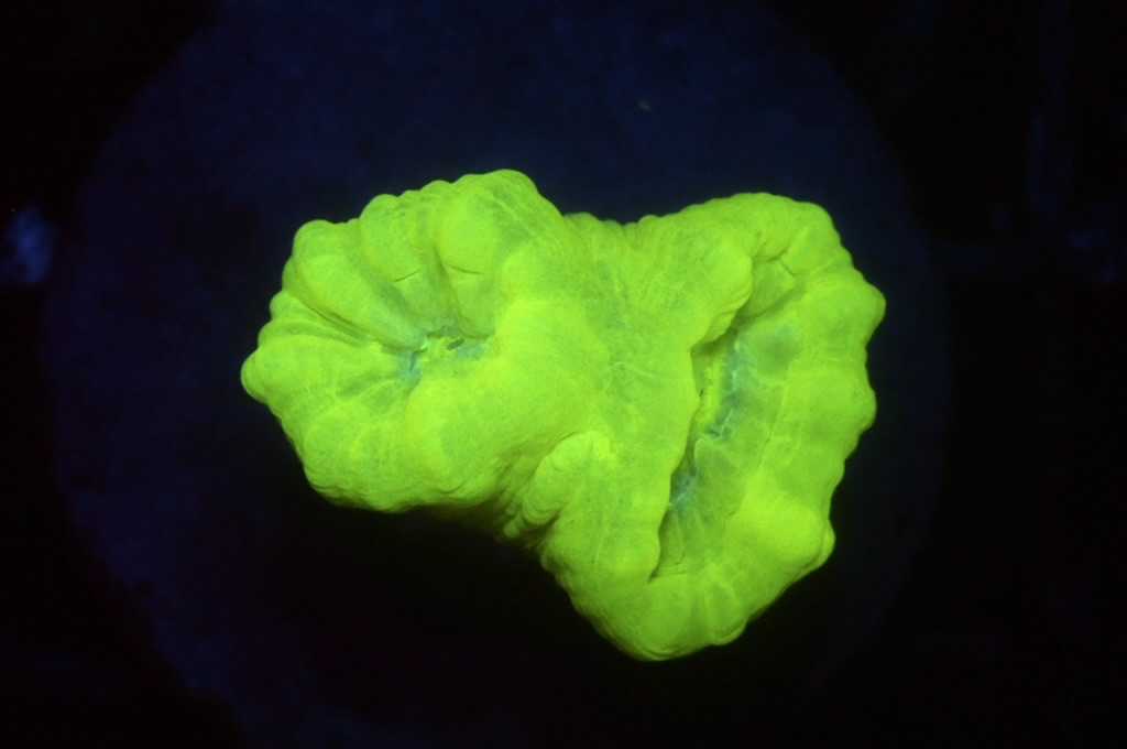 CC1 分支腦（frag座3.5cm)