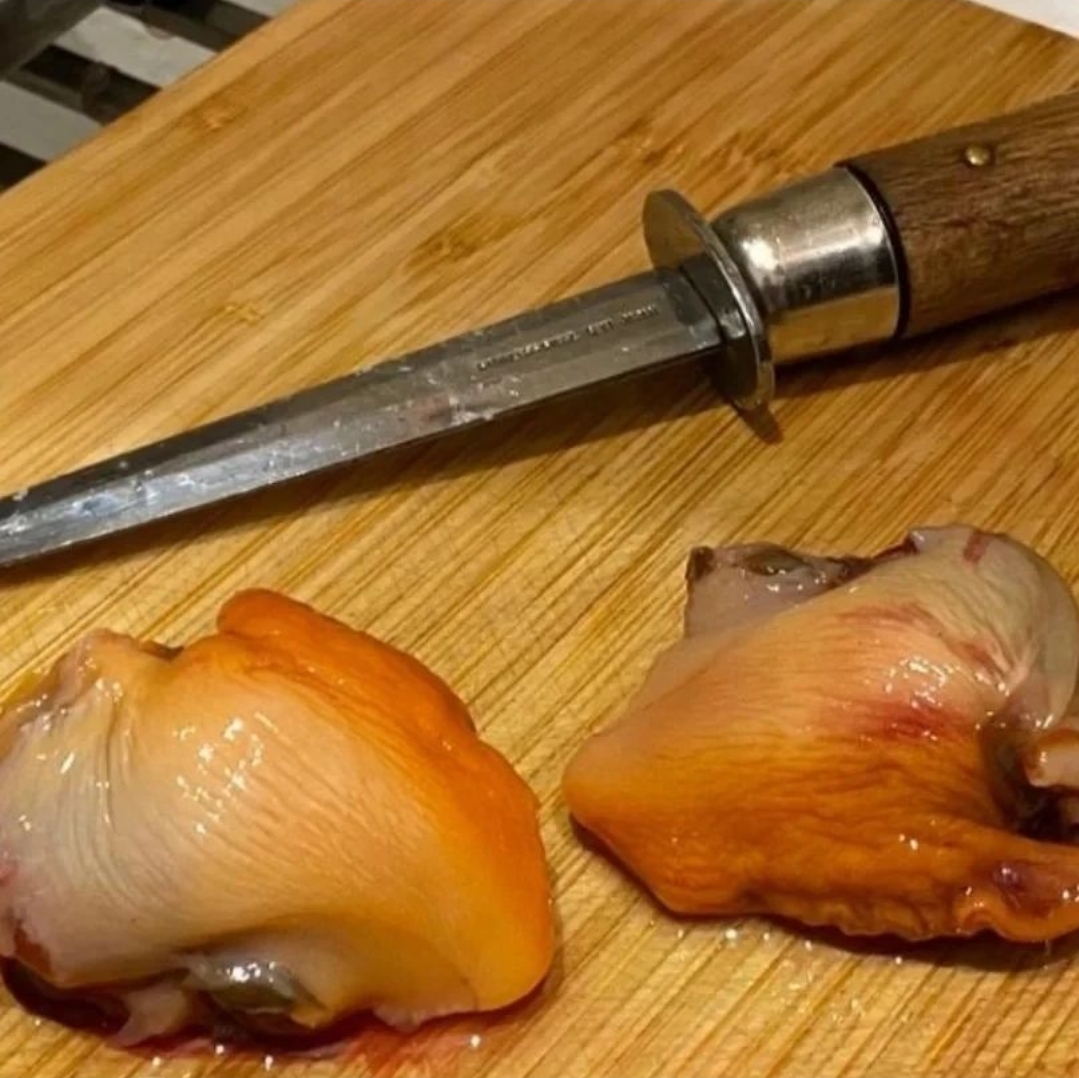 🇰🇷 韓國活赤貝 刺身級別🐚🍣🍶 需自行處理🔪