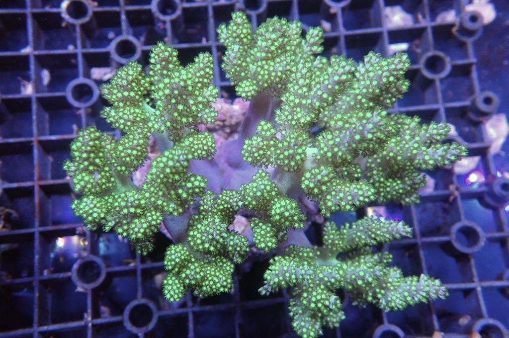 Tree 10 綠樹（開大約4.5吋）