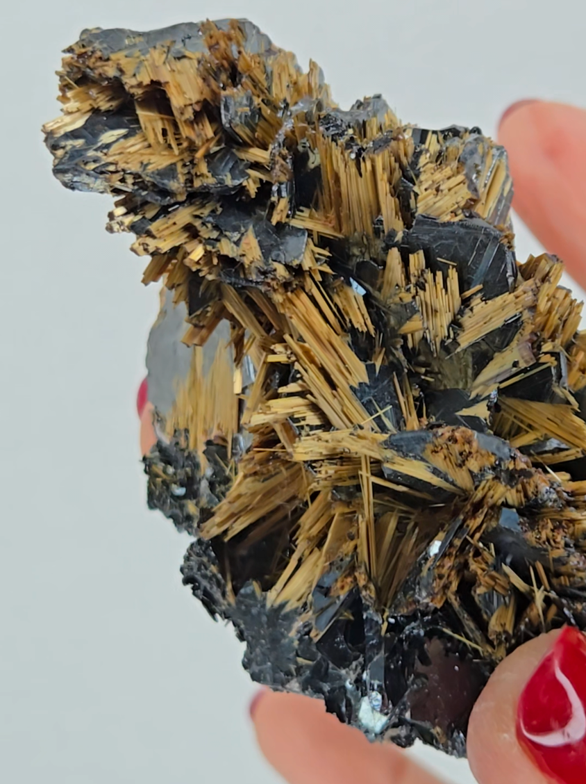 Golden exposed starburst rutiles on black hematite - RT288