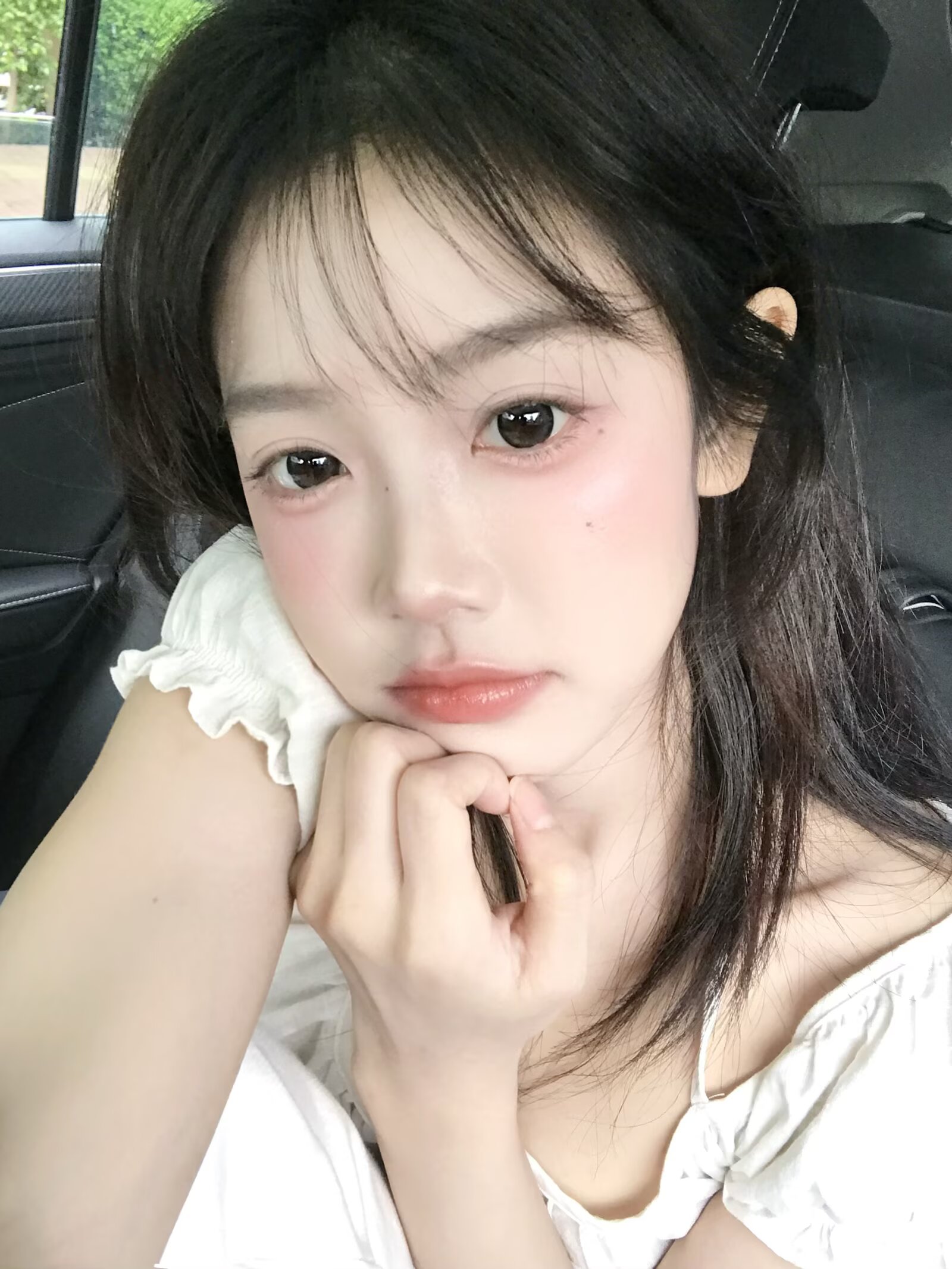 Macycon 月拋 芝士小狗/可愛比熊/萌萌貴賓