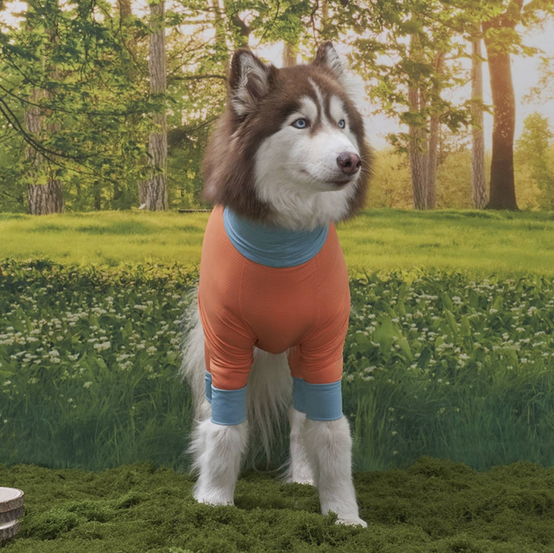 *SuperPet🇰🇷 狗狗全方位防護涼感連身衣(DG414)