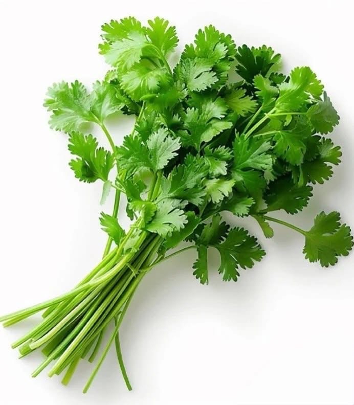 芫茜魚湯麵 (紙盒裝)