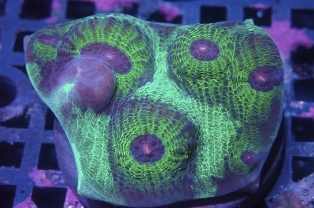 N15 (開大約1.5吋）