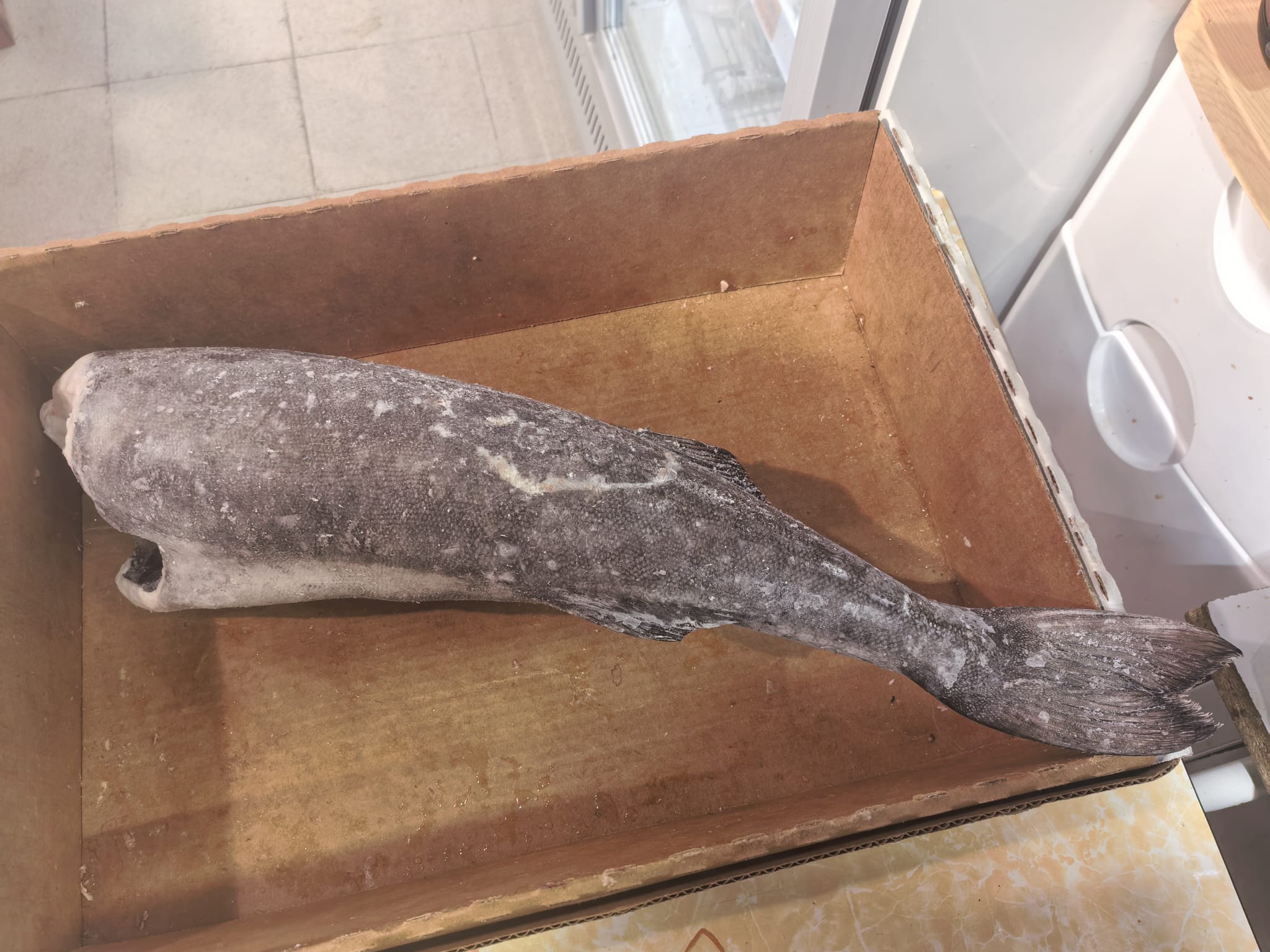 美國野生銀鱈魚尾