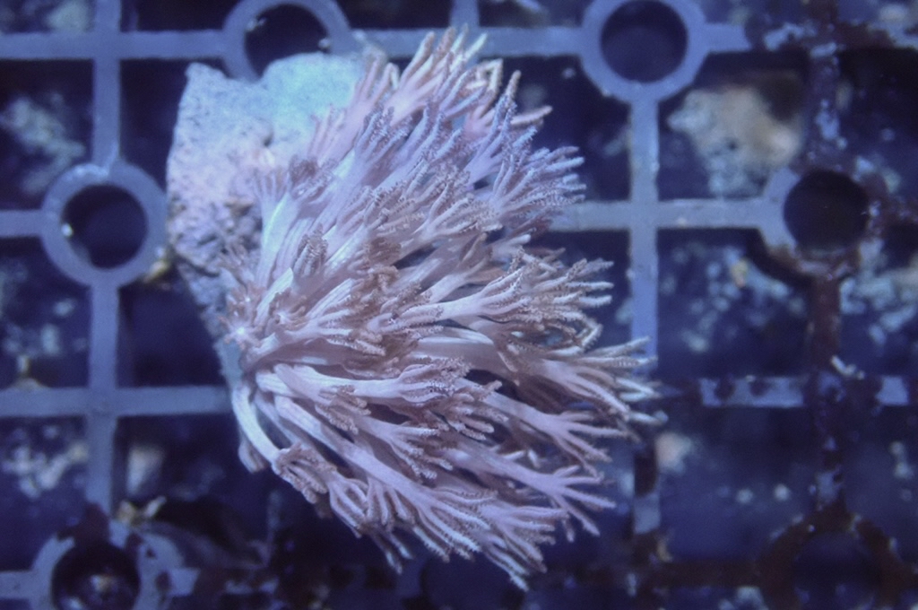 Hand 1 千手（不閃） （開大約2.5吋）