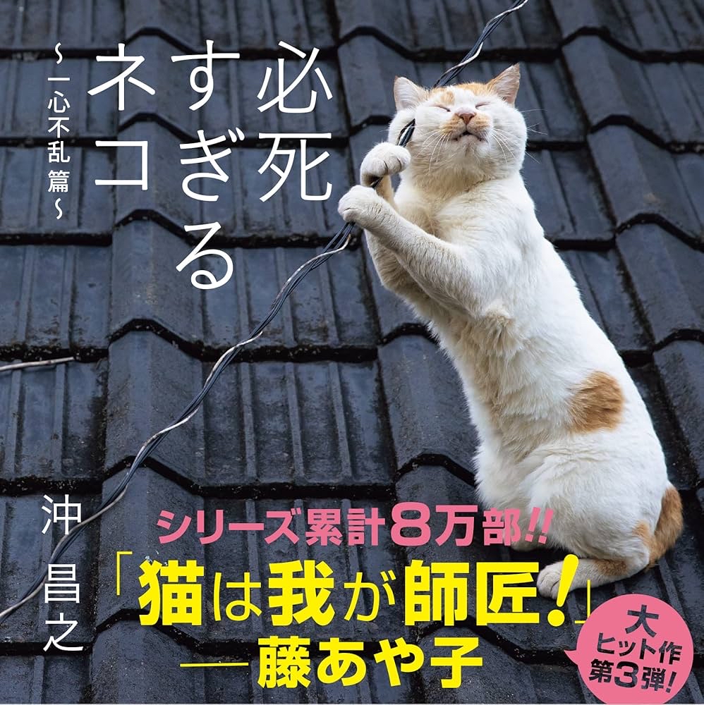 貓寫真 - 28784