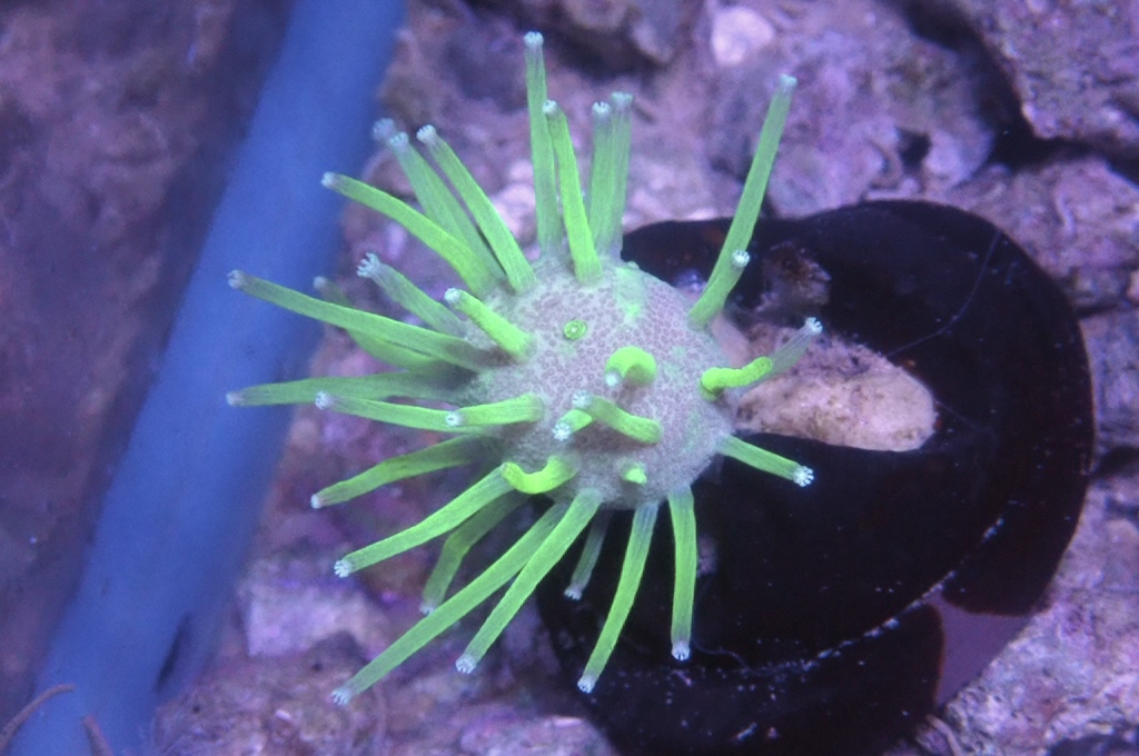 L2 日本螢光綠長蘇皮革（大約1.5吋）