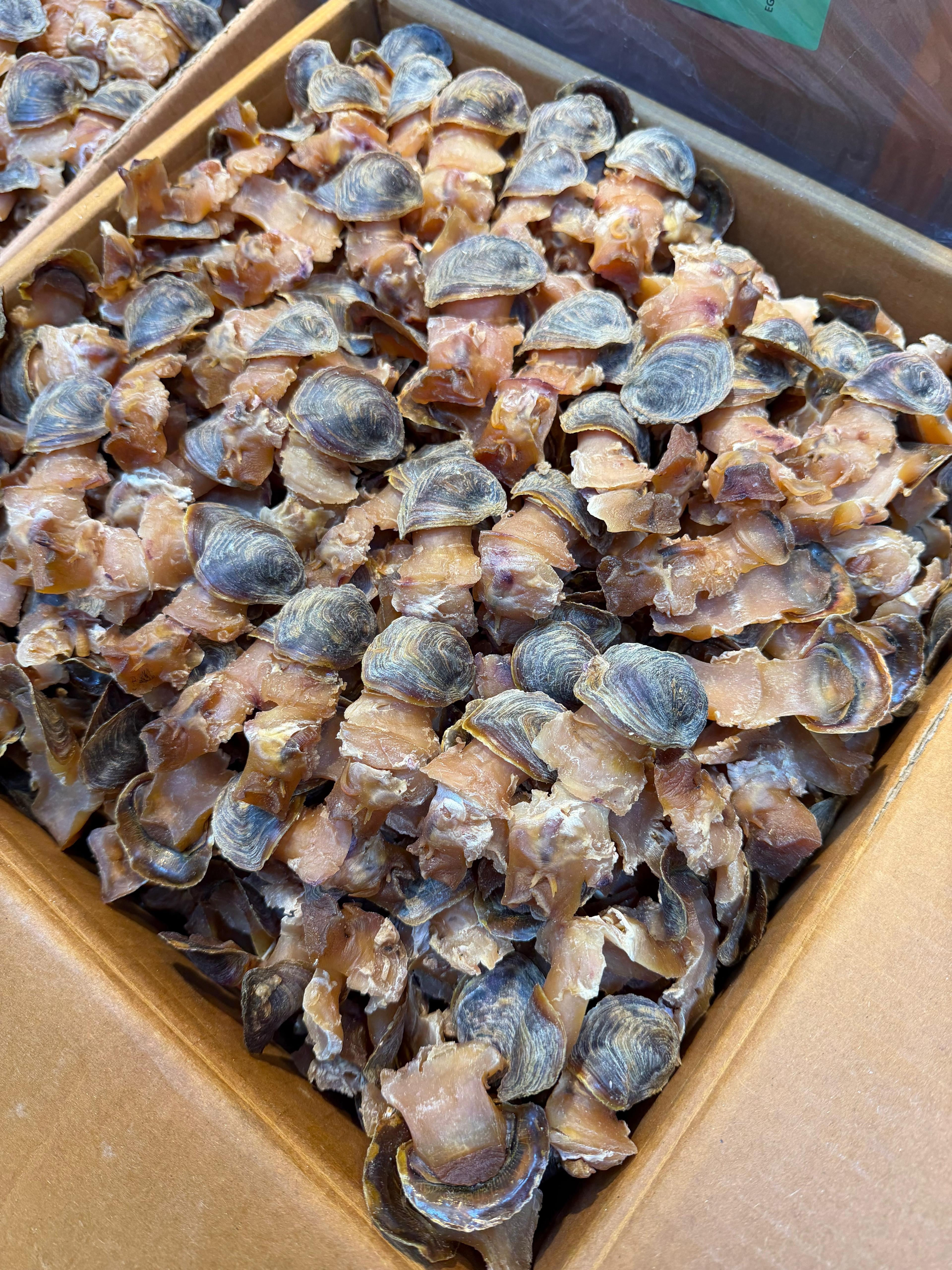 新鮮生曬響螺片