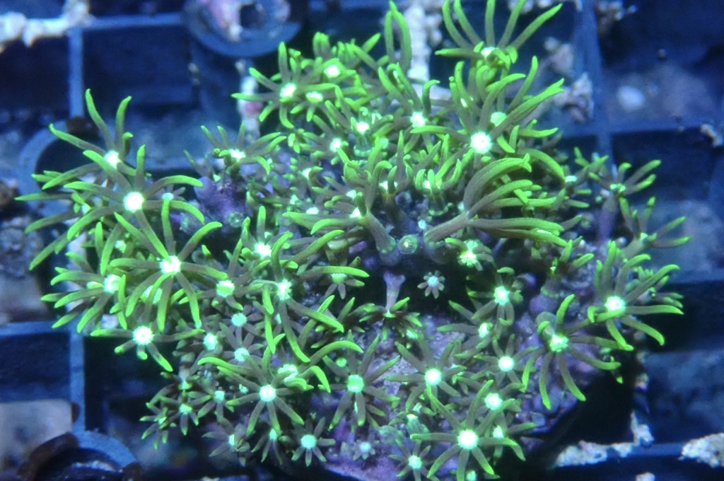 Green 10 草皮 （frag座3.5cm）