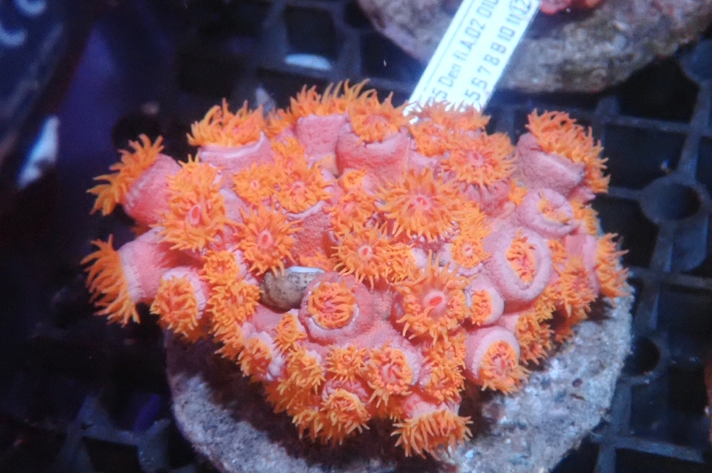 Sun 1 太陽花  （開大約3.5吋）