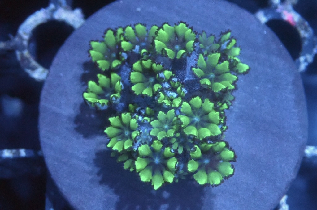 GB2 藍心綠手星花（frag座3.5cm)