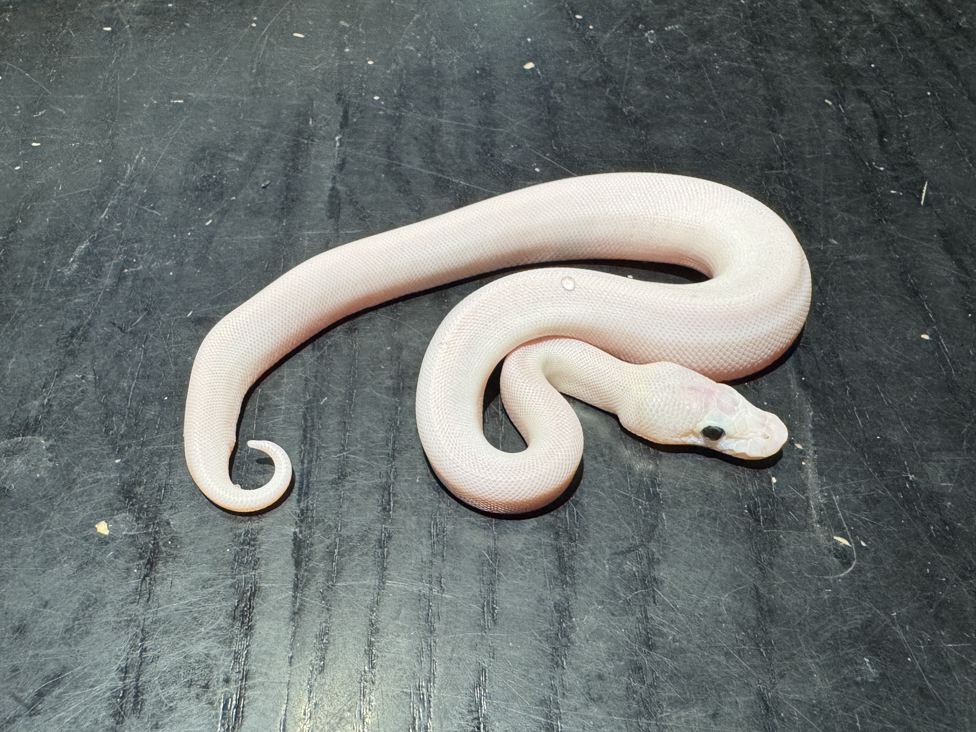 26 Super Pastel Ivory poss GHI Mojave 0.1