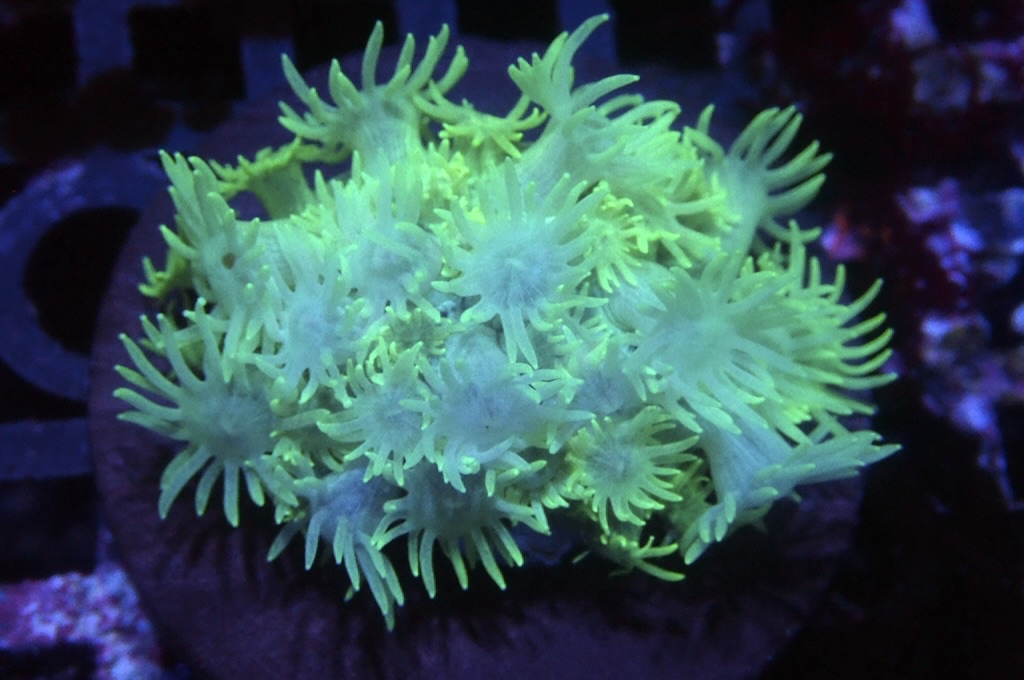 MG17 寶石花仔（Frag座3.5cm)