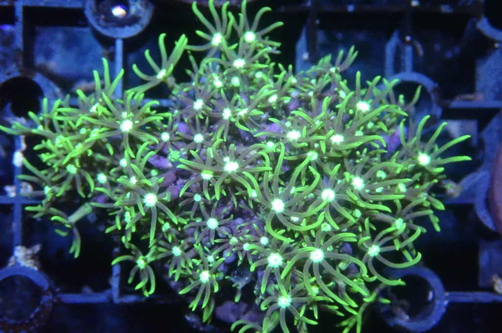 Green 6 草皮 （frag座3.5cm）