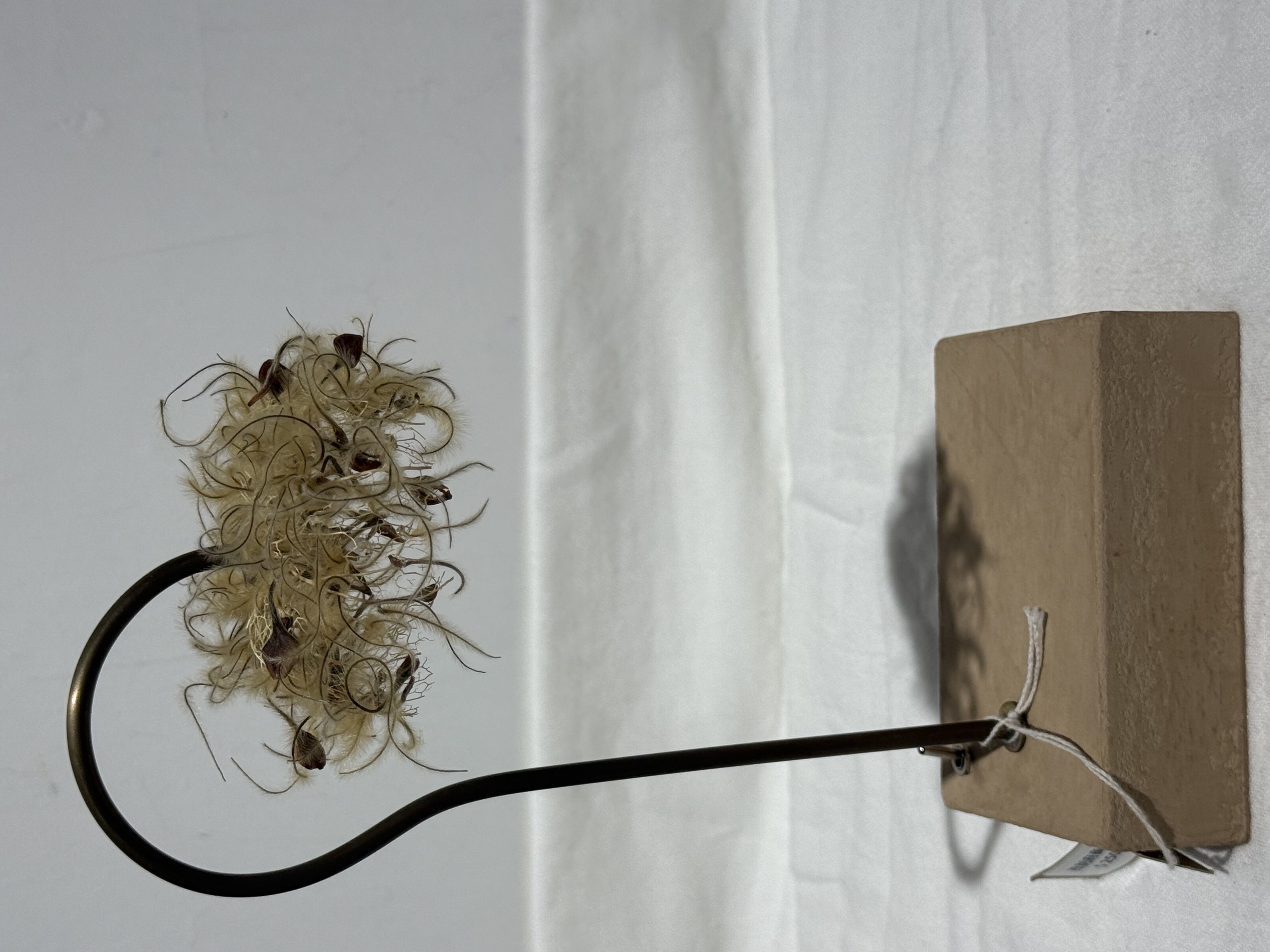 はいいろオオカミ + 花屋 西別府商店 永生花 台燈 氛圍燈