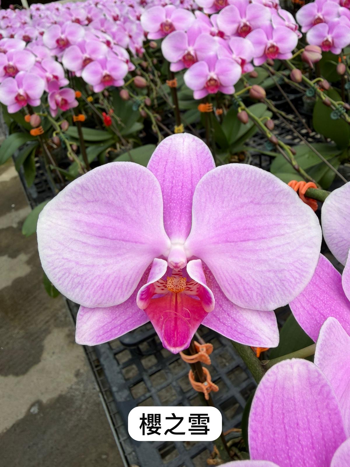 日本品種蝴蝶蘭-櫻之雪