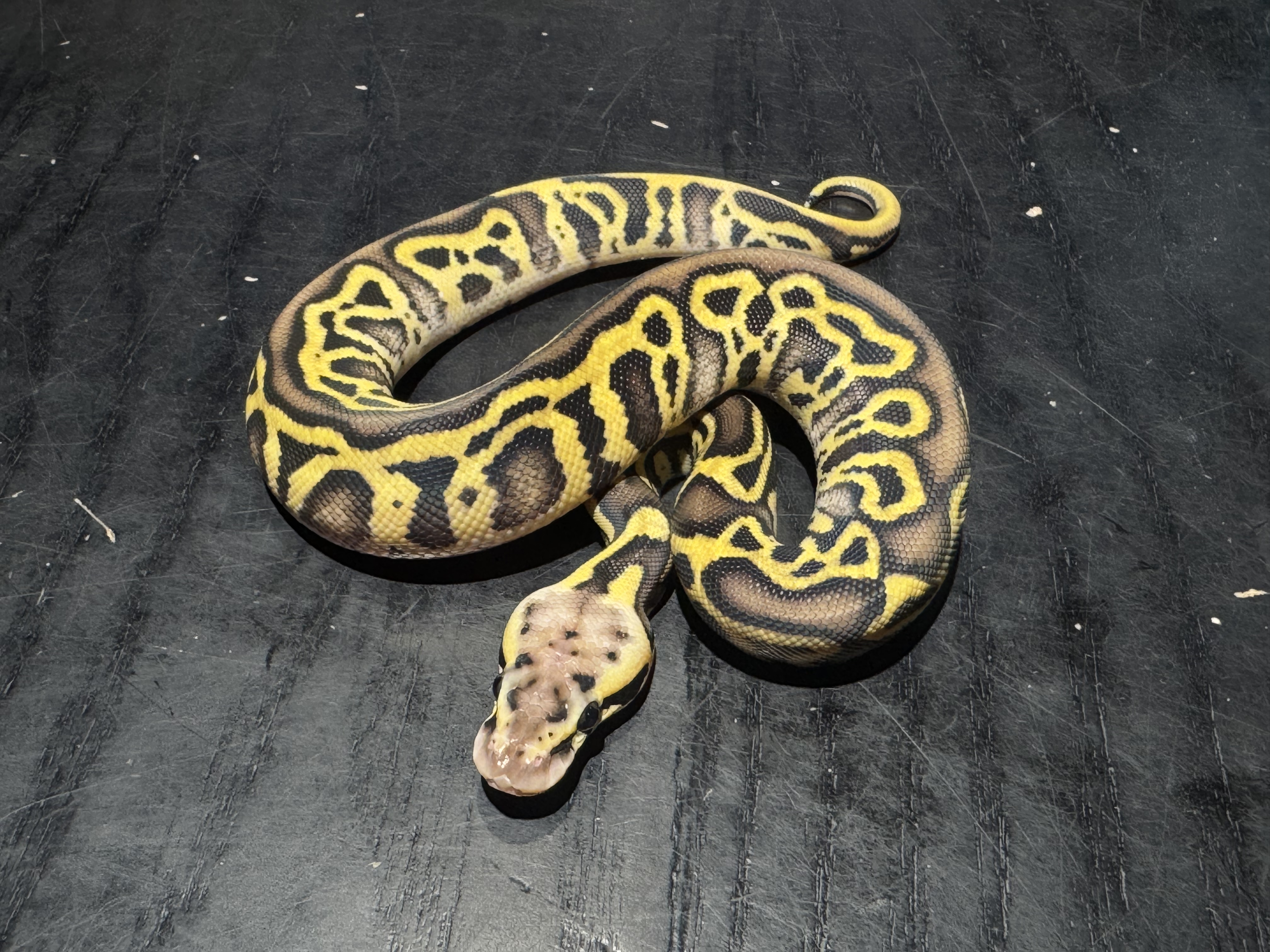 26 Pastel Leopard Asphalt or Yellow Belly 0.1