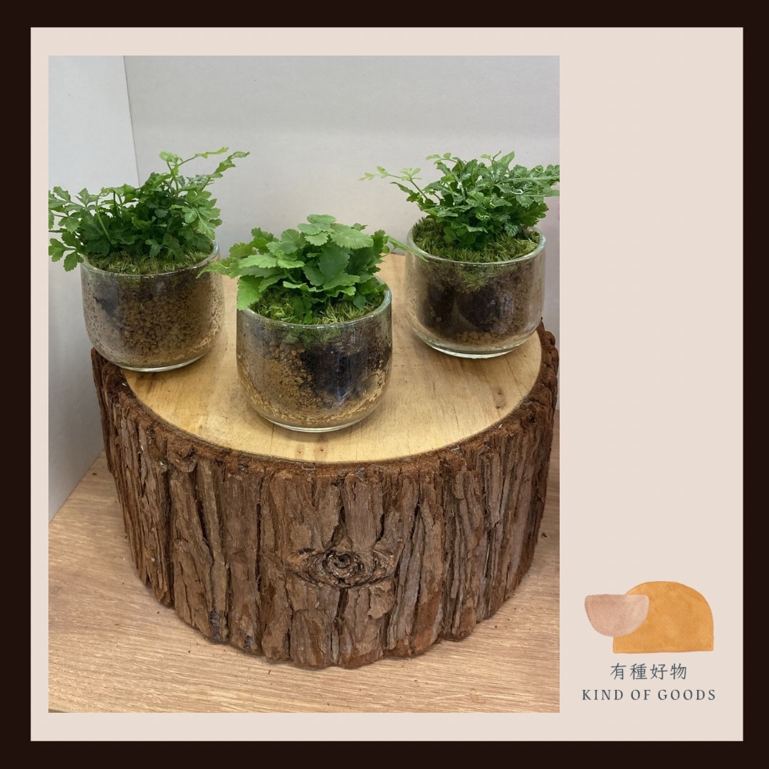 小杯綠植物