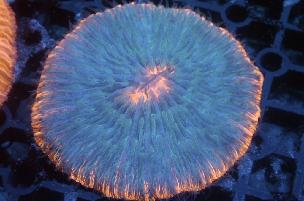 P5 飛碟 （開大約2.5吋）