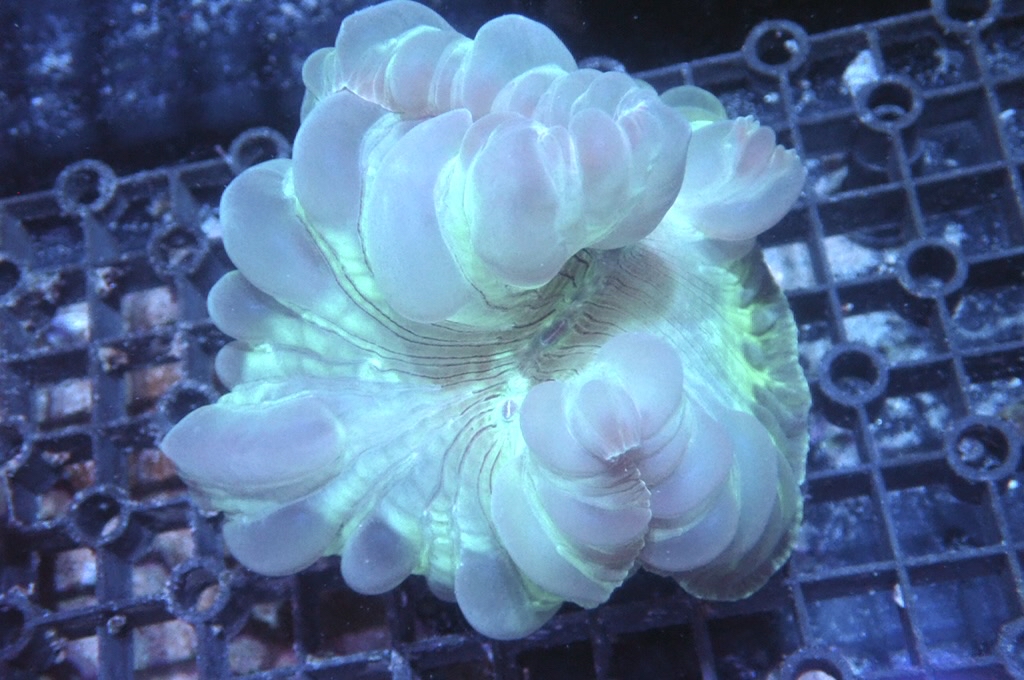 Fox 4 Fox coral(開大約2.5吋）