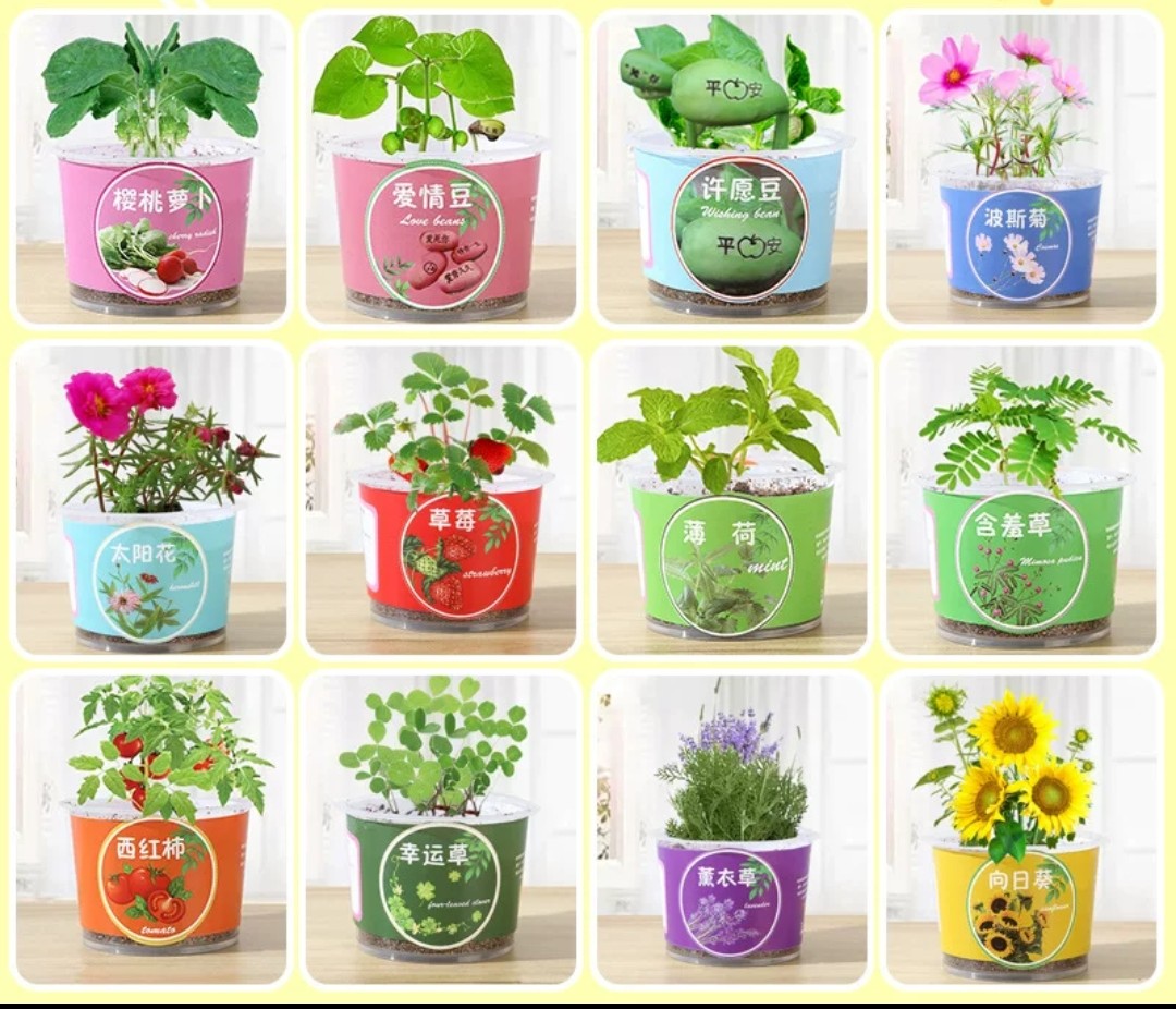 STEM科學實驗材料包- 種植觀察小盆栽 (G742) 🚛 送貨方式請選(4)        