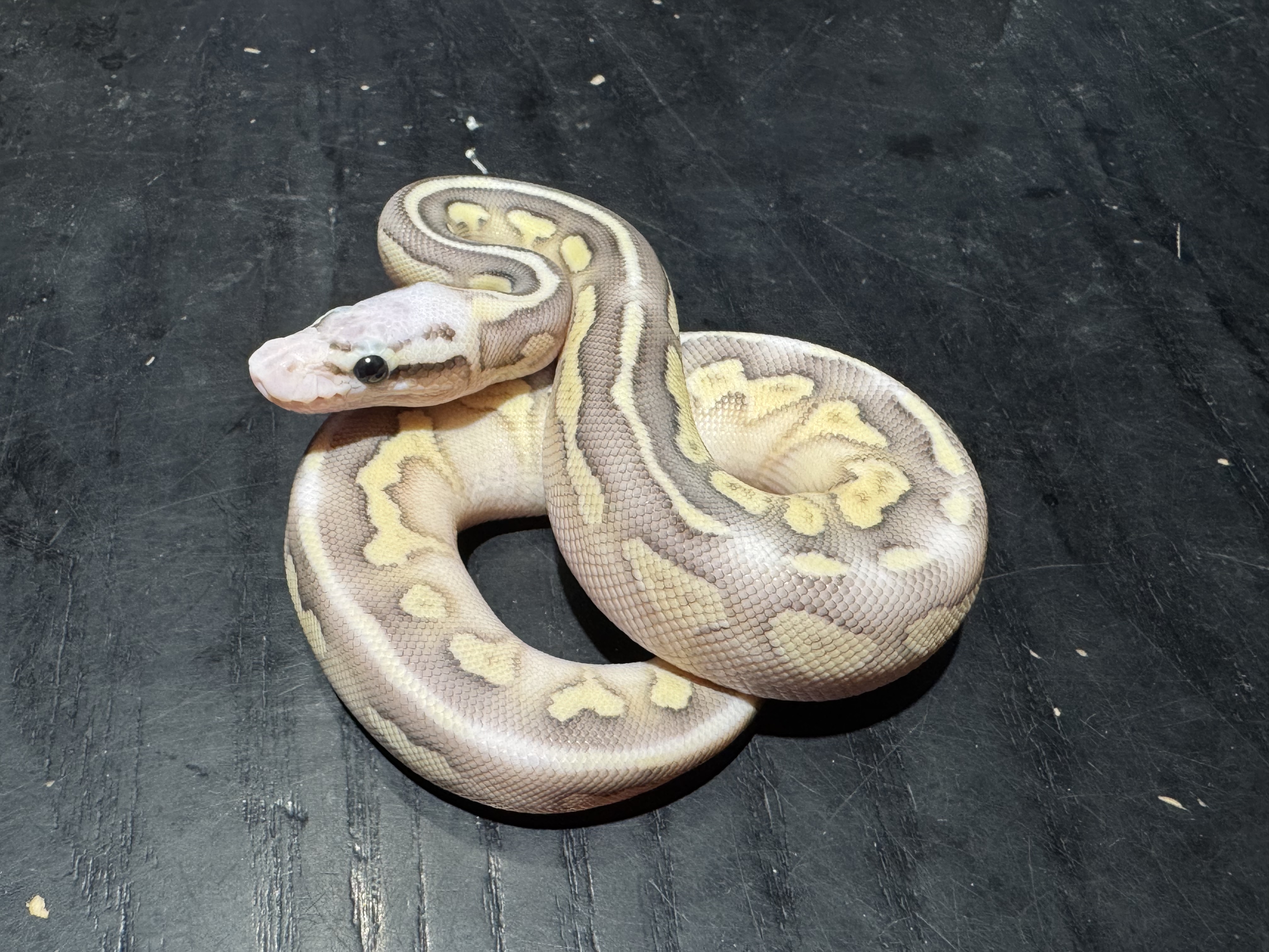 26 Super Pastel Butter  Orange Dream  het Clown 0.1