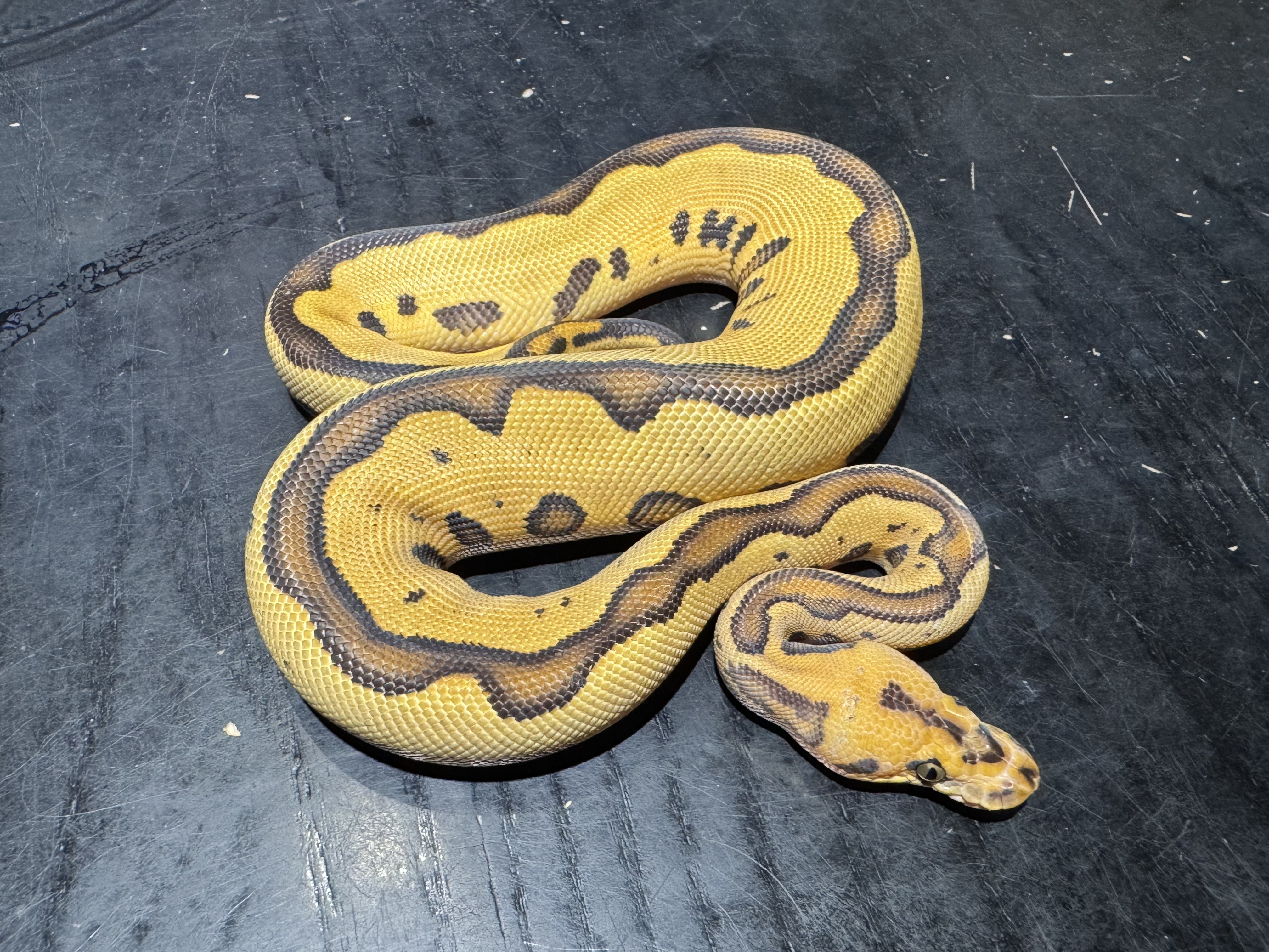 25 Orange Dream Leopard Enchi Clown 0.1