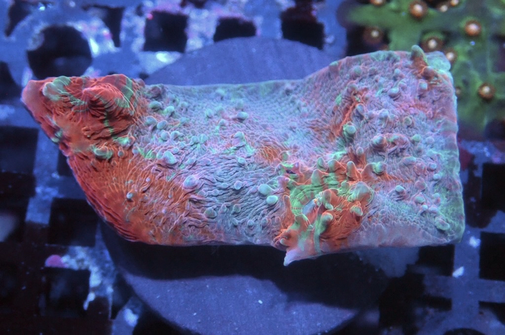 N26（開大約1.5吋）