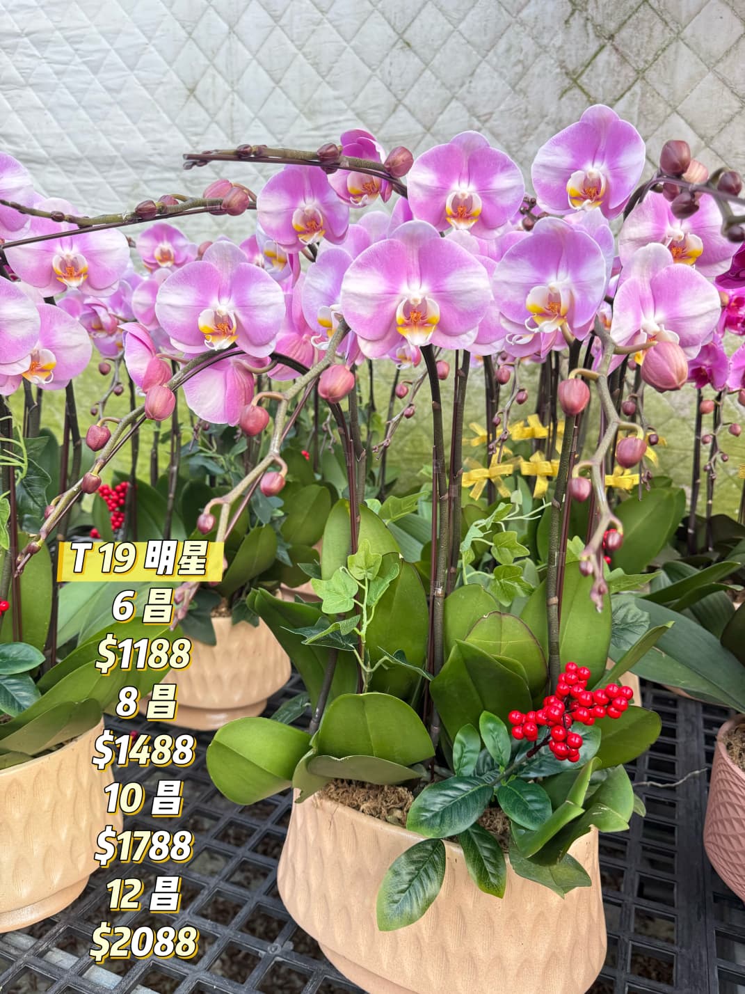 T19 明星蝴蝶蘭｜人氣粉紫年花首選