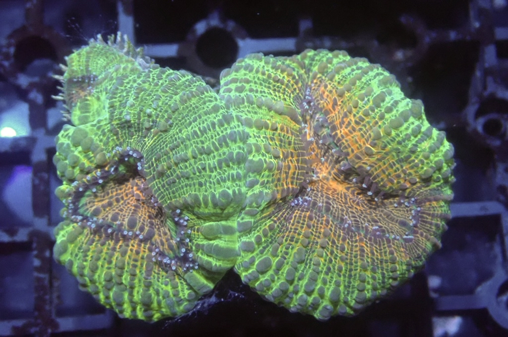 E2 分支骨針腦 （開大約2.5吋）