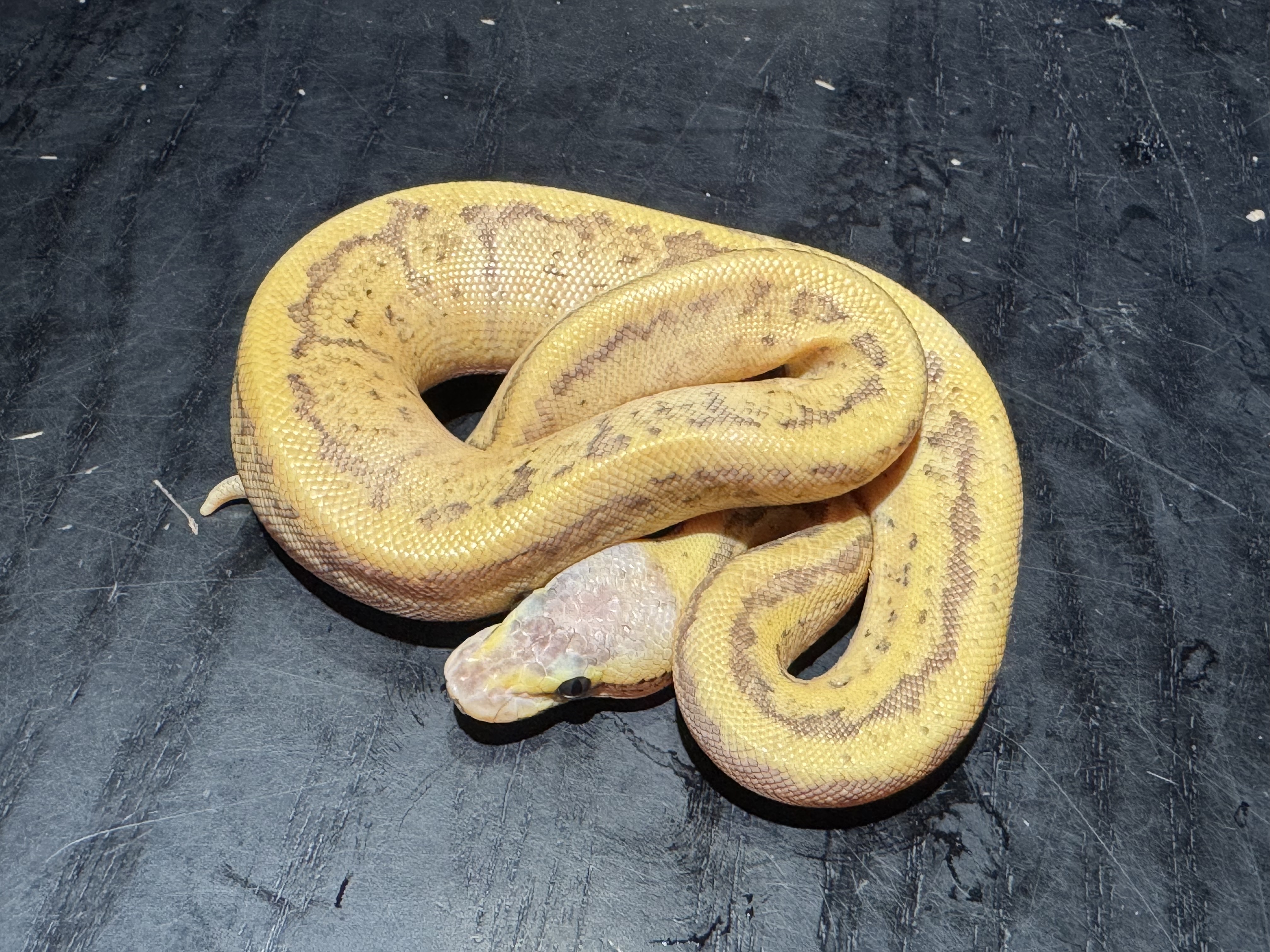 26 Pastel Fire Pinstripe poss Leopard 0.1