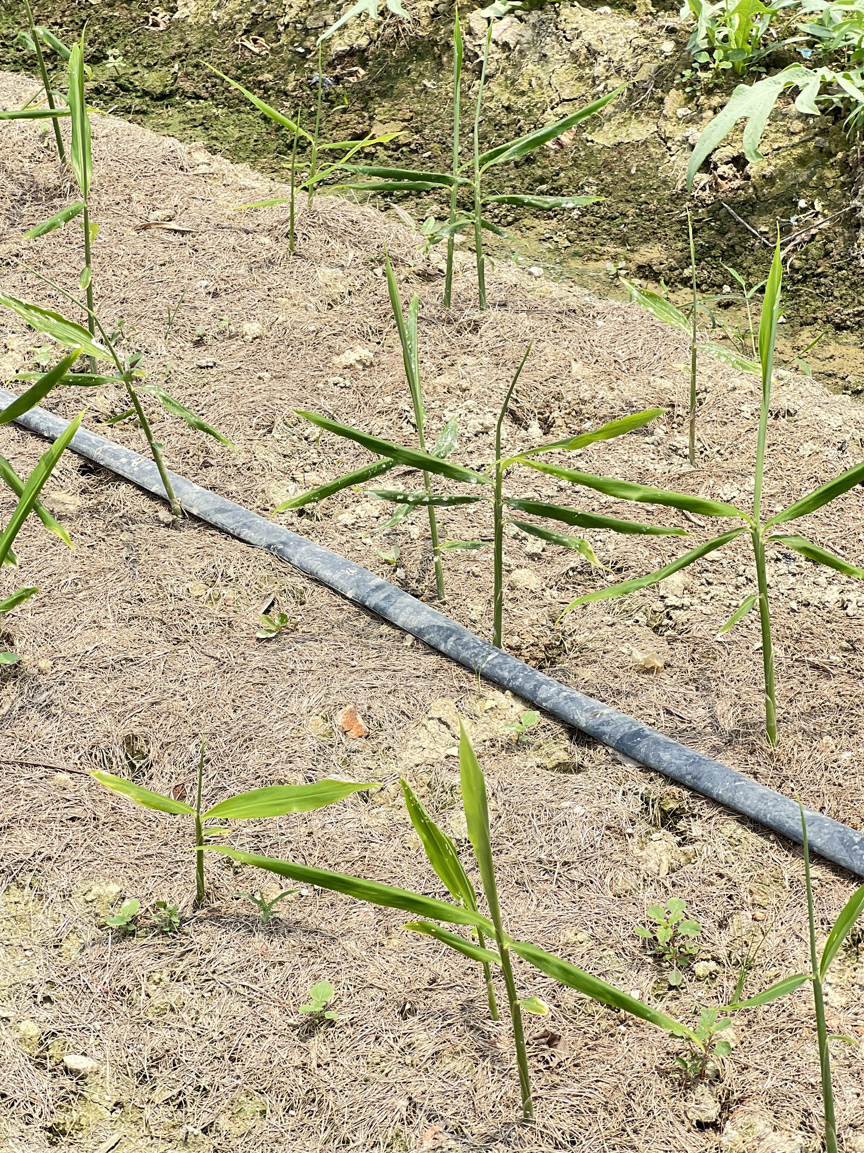 甜醋薑乾 · Dried Sweet Vinegar Ginger Slices 150g