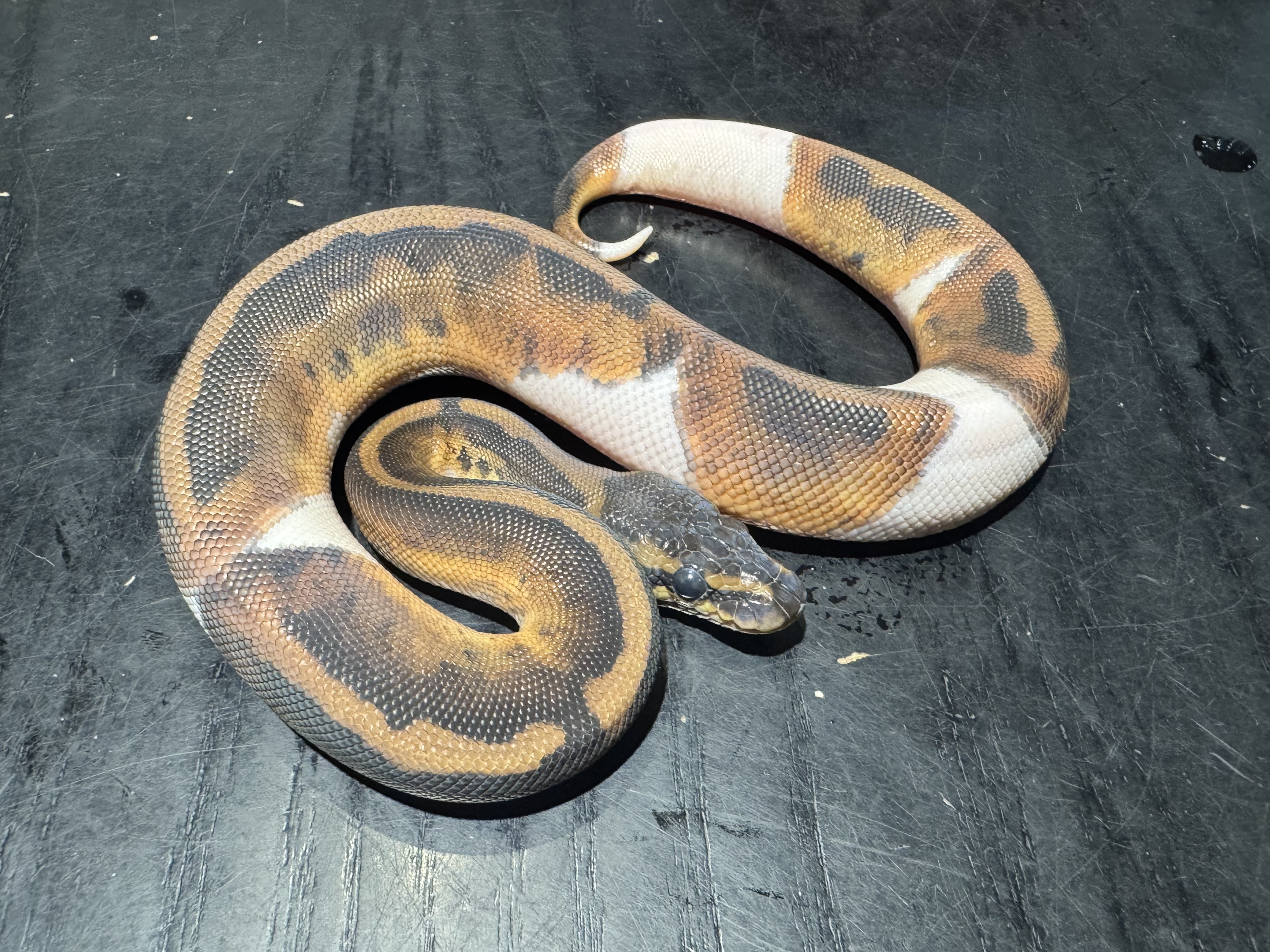26 Mahogany Pied 1.0