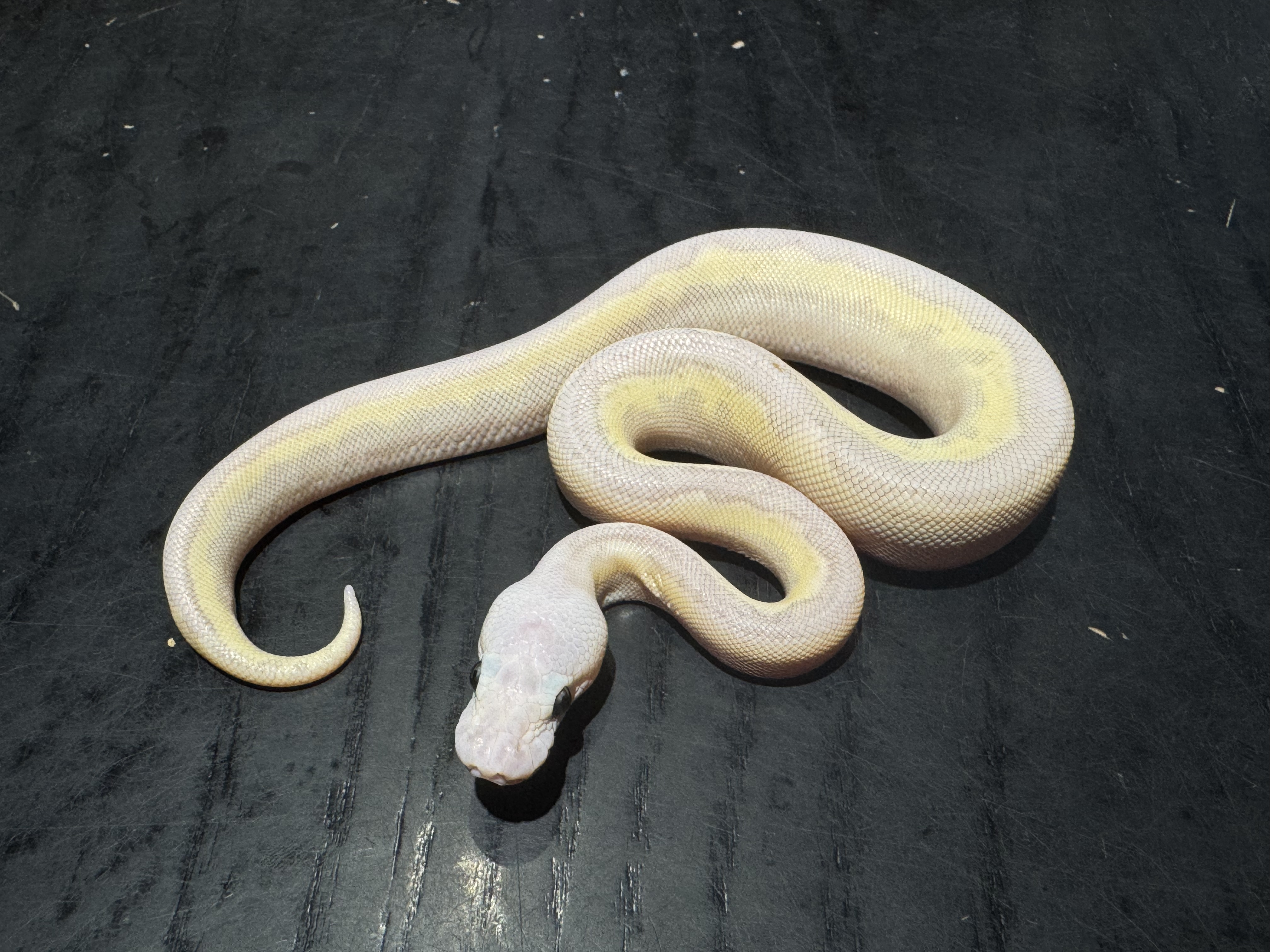 26 Pastel Fire Butter Clown poss Cinnamon 0.1