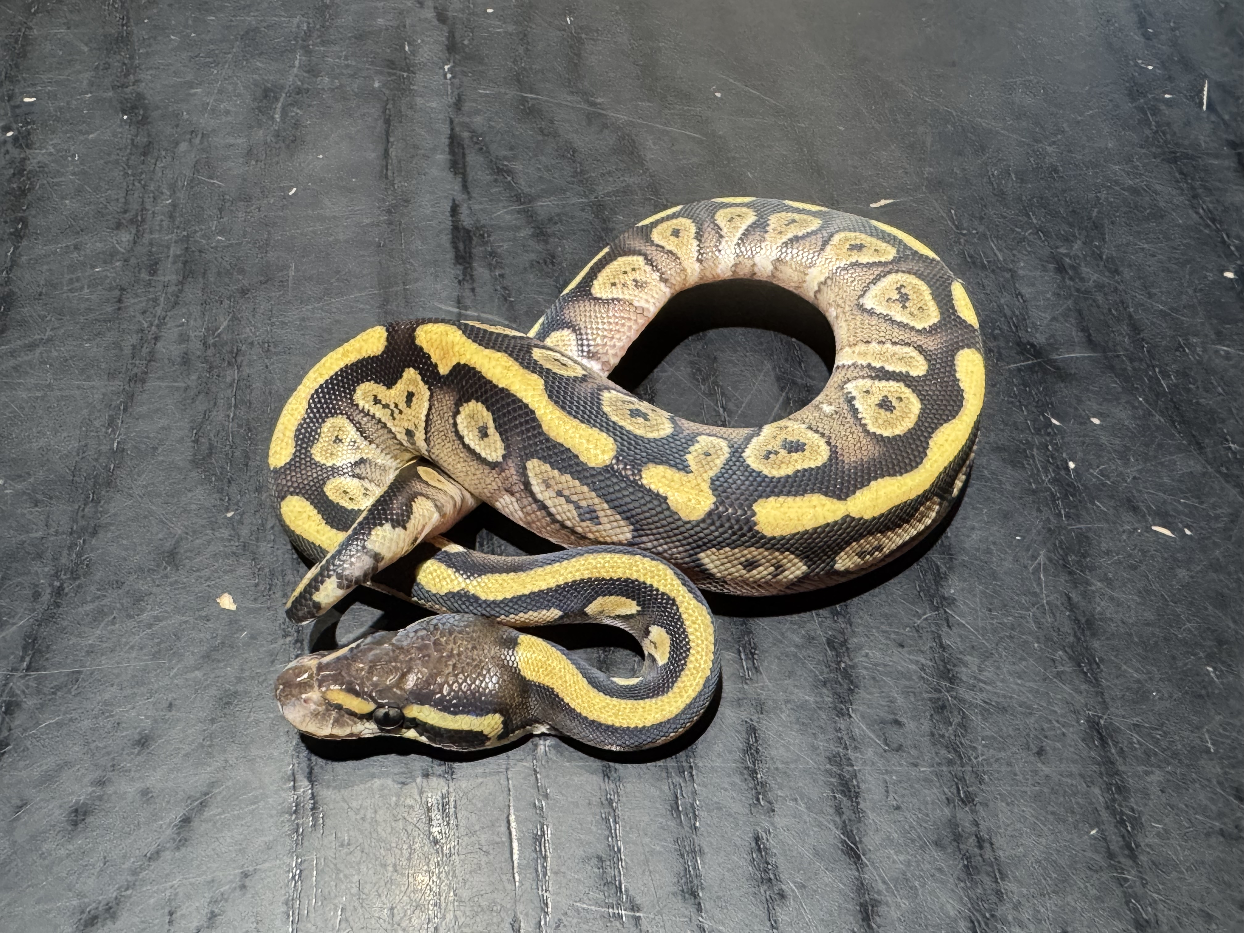 26 Mojave 1.0
