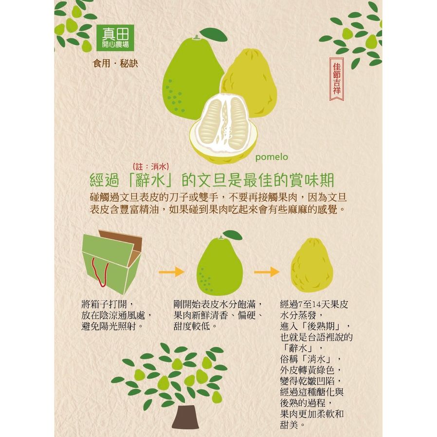 台灣直送無毒香甜多汁正宗麻豆文旦