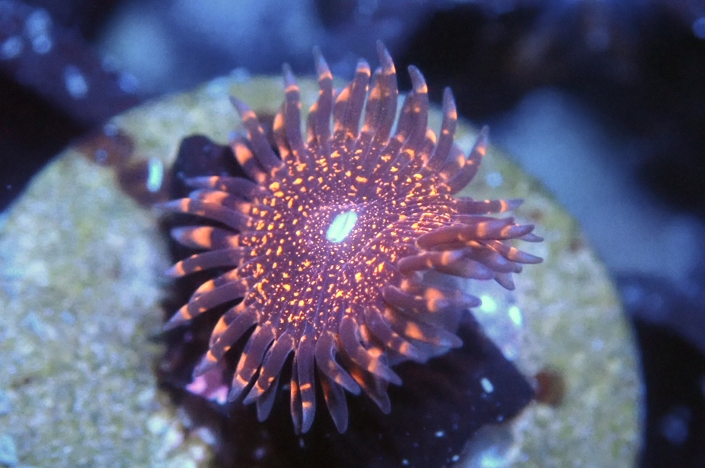 Z9 鈕扣（FRAG座2CM）