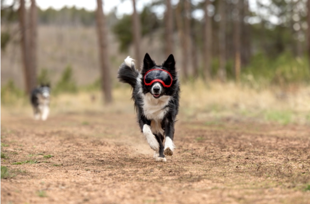 美國 REX SPECS V2 犬用護目鏡