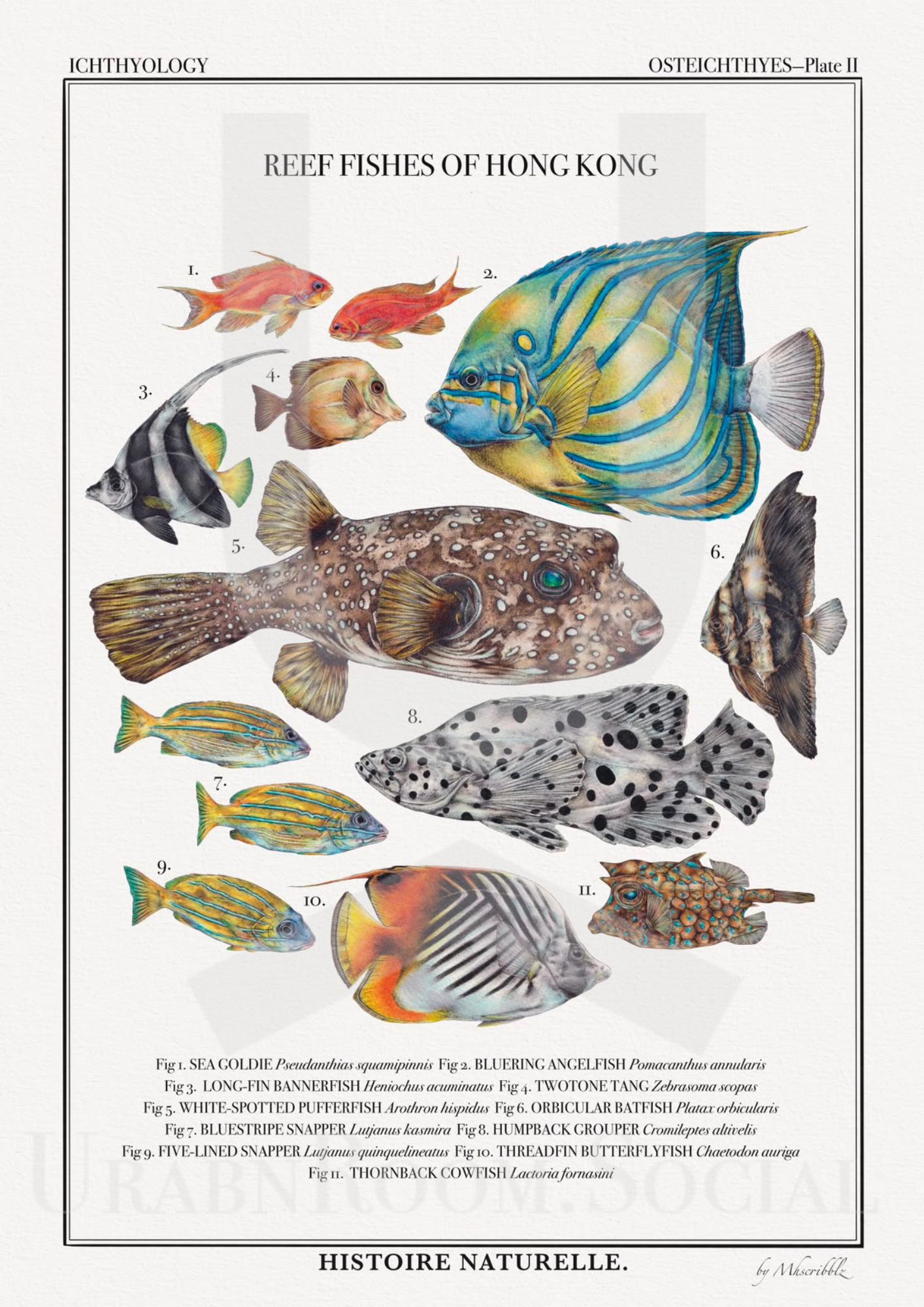 Mhscribblz - A3 ART PRINT Reef Fishes of Hong Kong 
