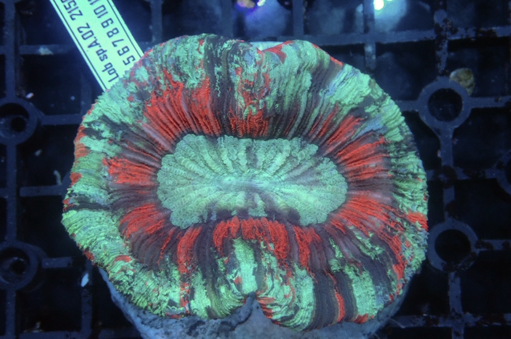 B4 峇里腦（開大約3.吋）