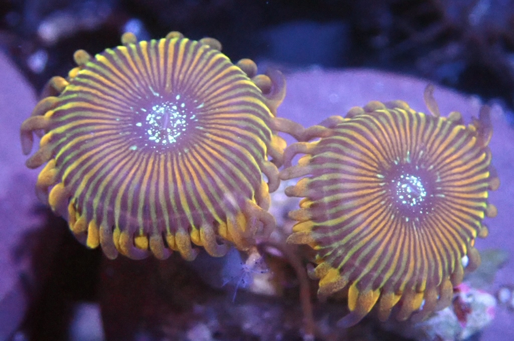 Z2 鈕扣（frag座3.5cm)