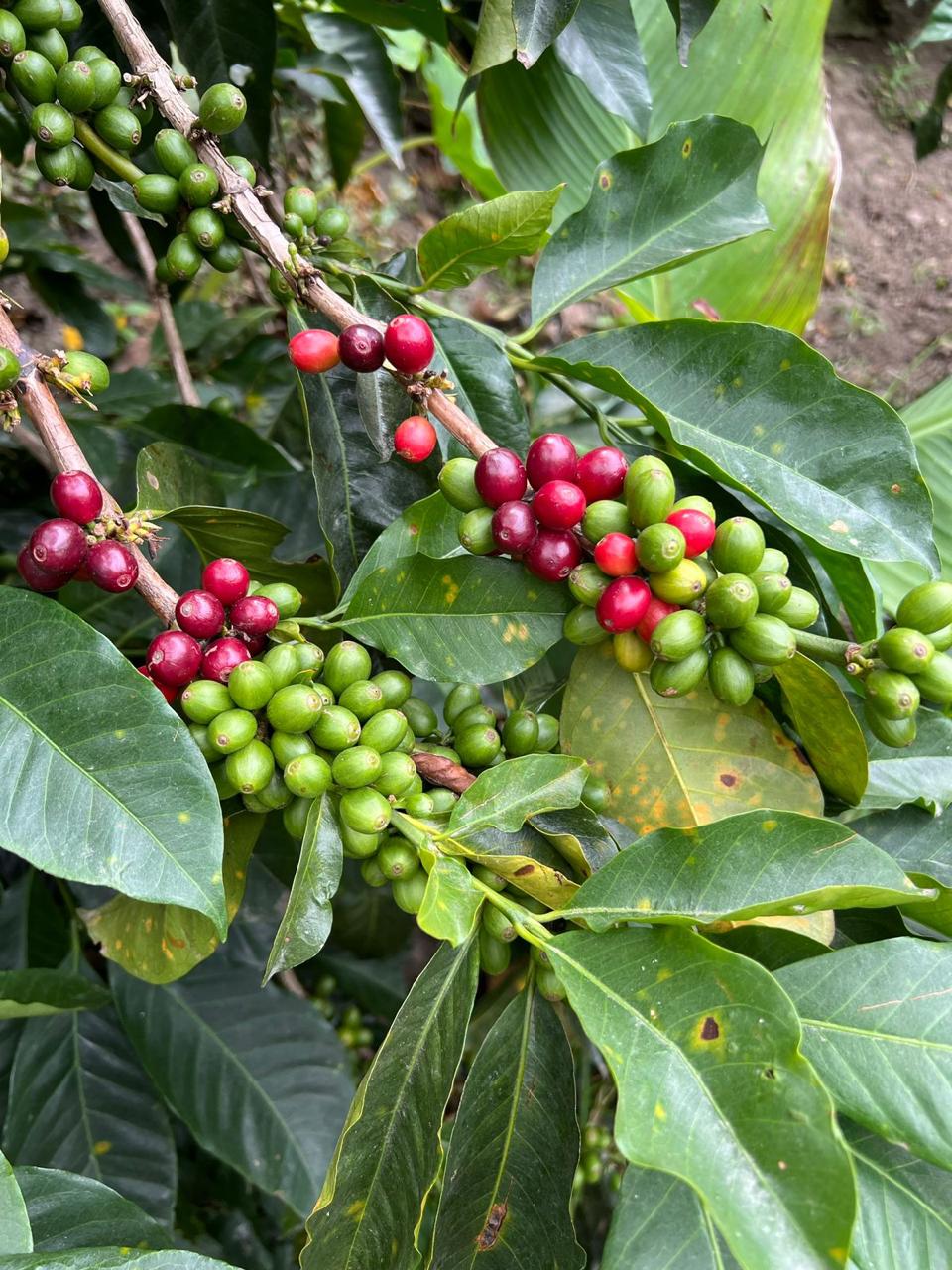 [韓國🇰🇷 Momos Coffee] DECAF - Colombia Aponte 200g/500g(預購商品）