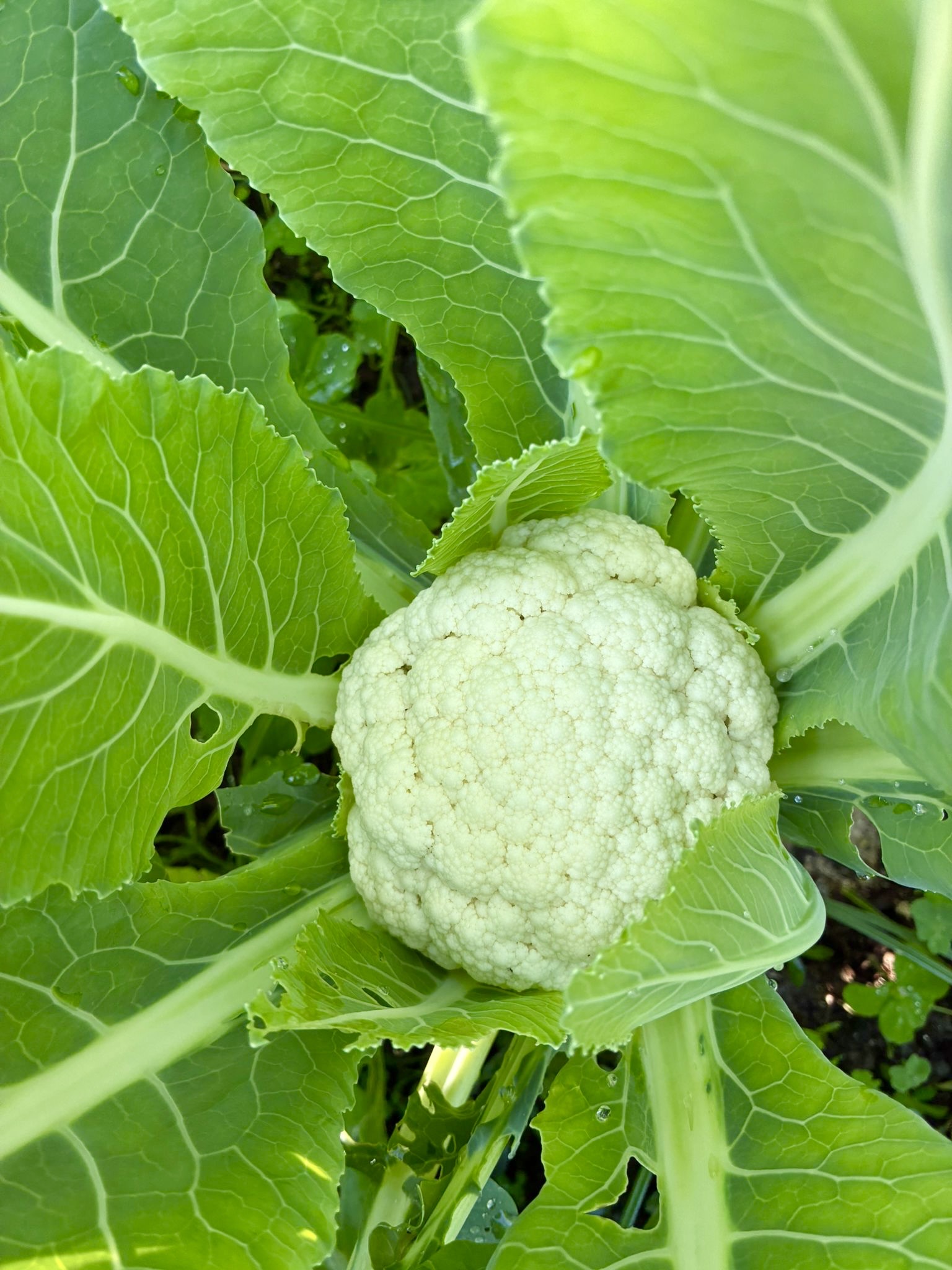 椰菜花 (白/紫/黃) 500g