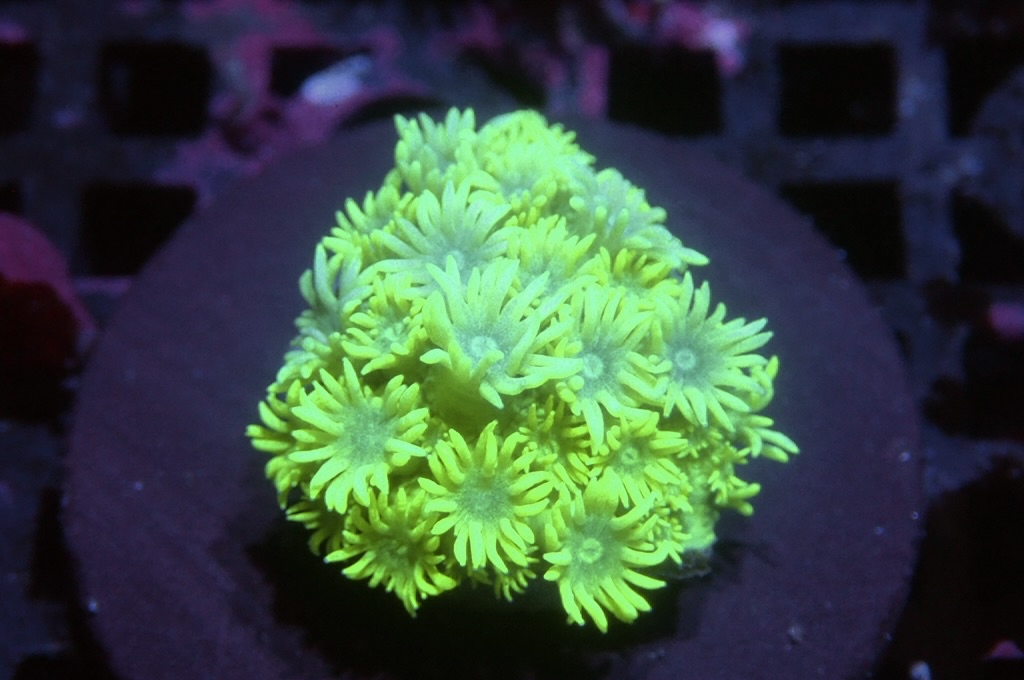 MG8 寶石花仔（frag座3.5cm)