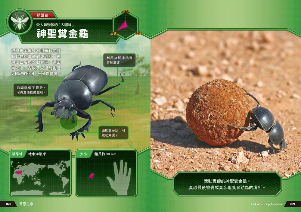 西北國際 驚奇昆蟲大百科