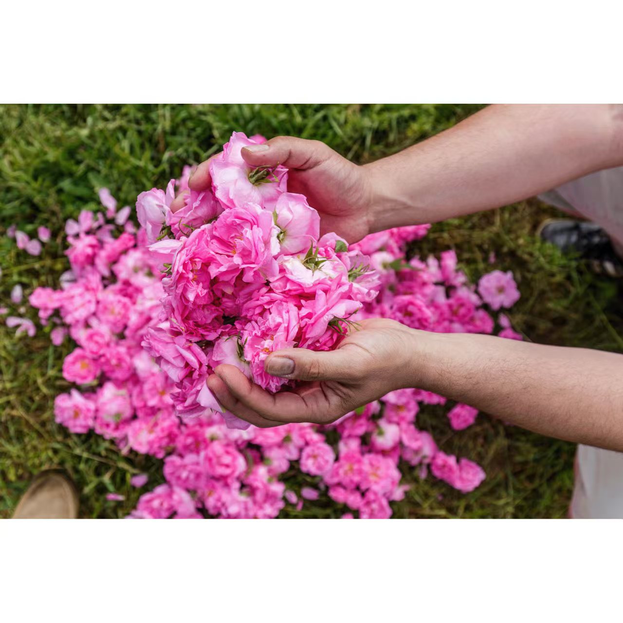 日本直送・保加利亞大馬士革玫瑰水 80ml