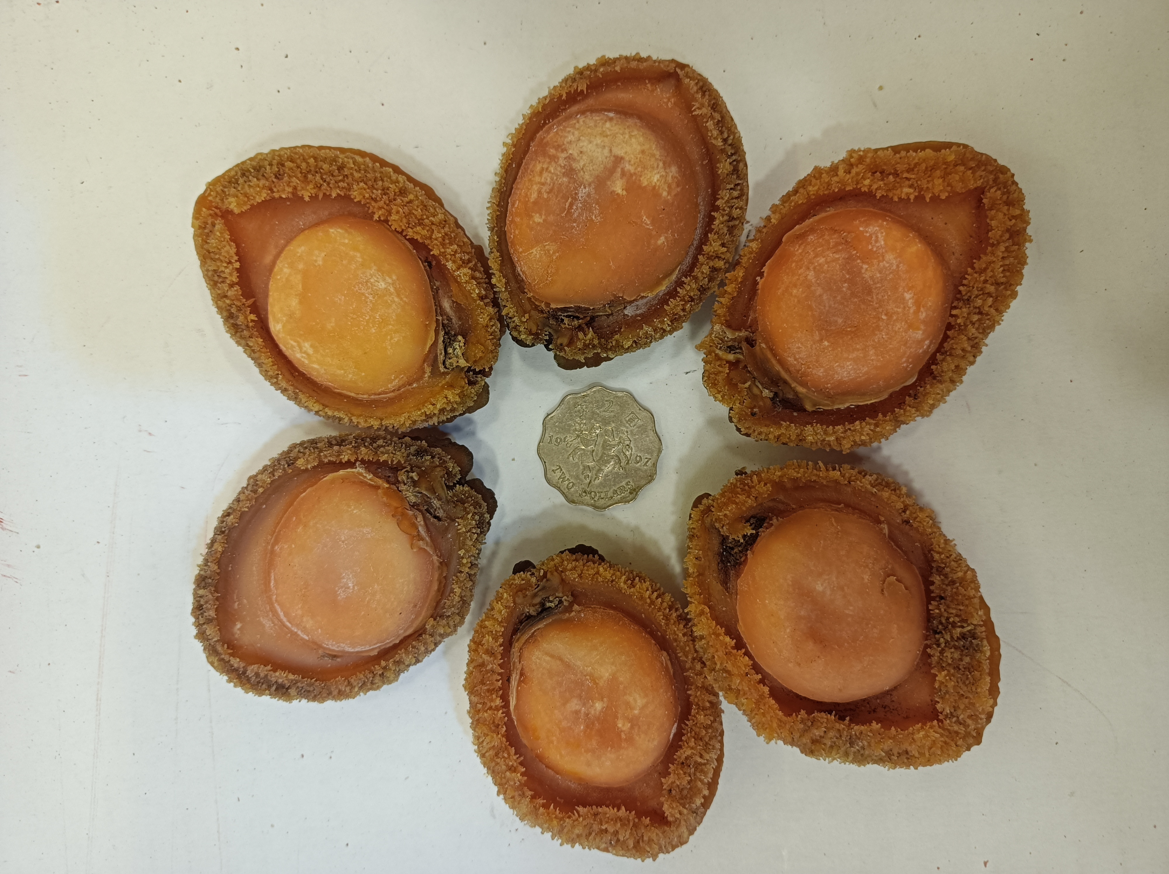 珍選野生南非鮑魚9-10頭