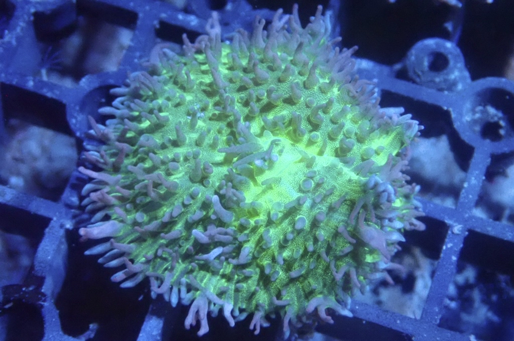 M9 菇  （frag座3.5cm）